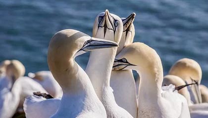 AIYOUXI.COM-火箭新援称加盟后信心倍增，火箭新援称加盟后信心倍增是真的吗