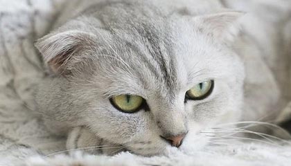 AYX GAME-基层足球人才流失现象分析，我国足球青少年人才培养存在的问题