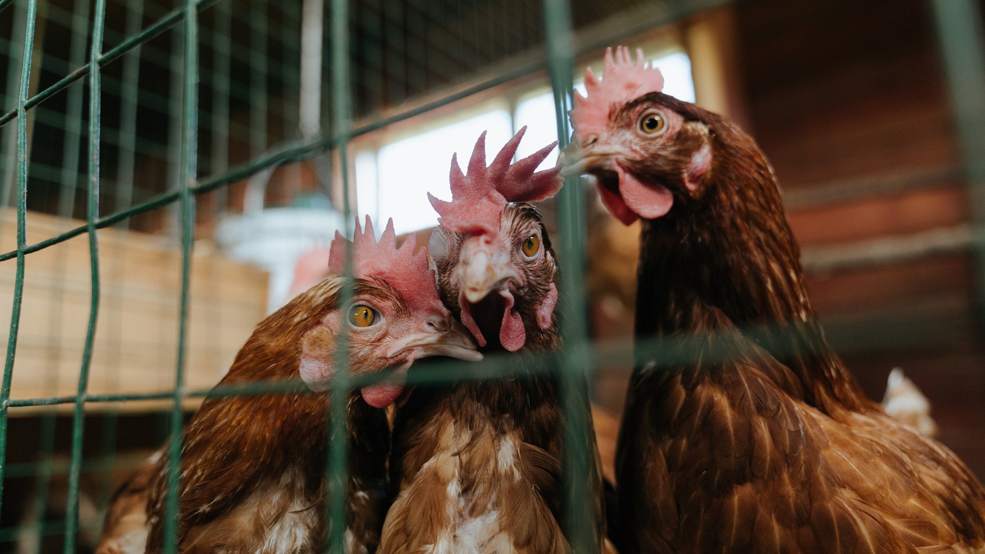 爱游戏登录入口-俱乐部青训储备球员流失率过高，青训俱乐部球员合同完整版