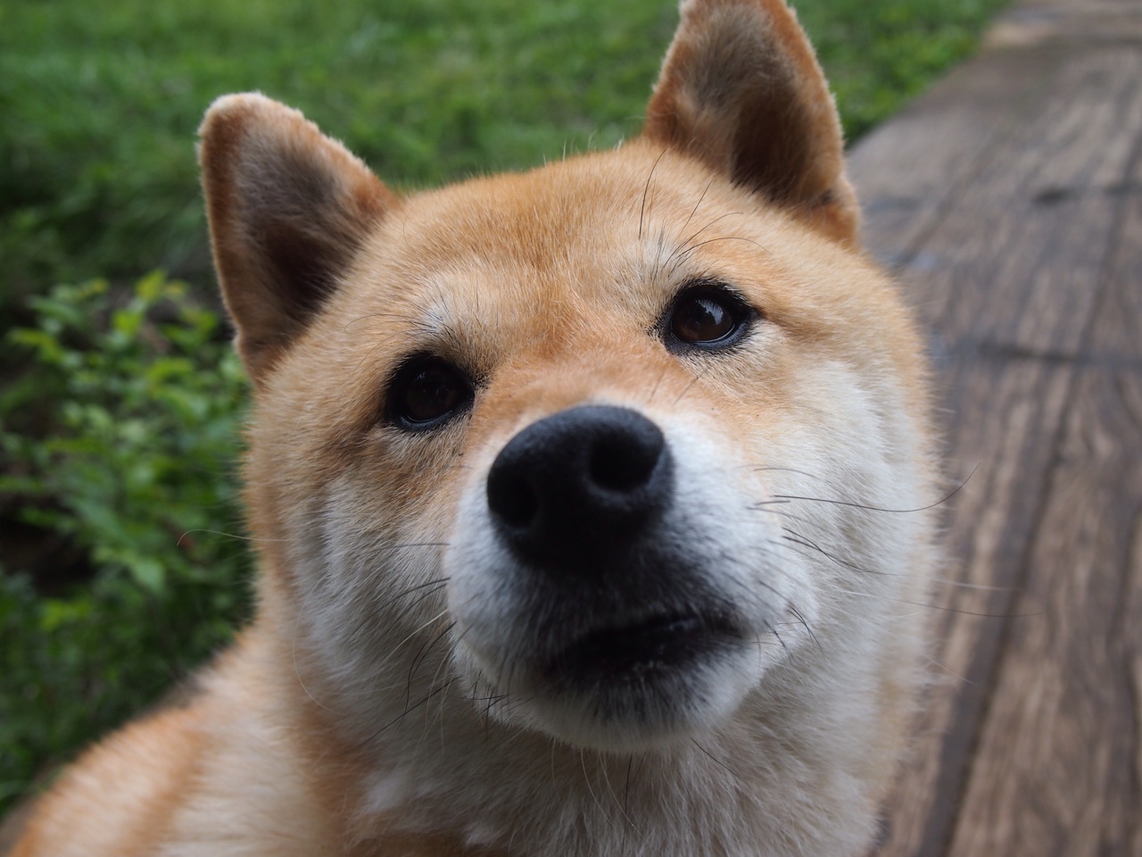 爱游戏在线登录入口-女子200蝶选手体能分配策略，女子200米蝶泳决赛视频回放