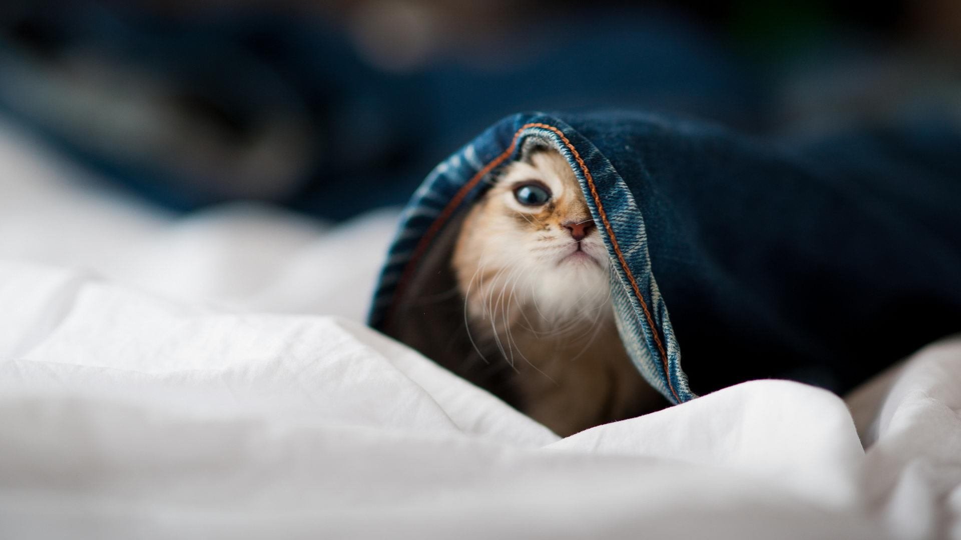 青训人才外流现象越发严重,青年人才队伍培养