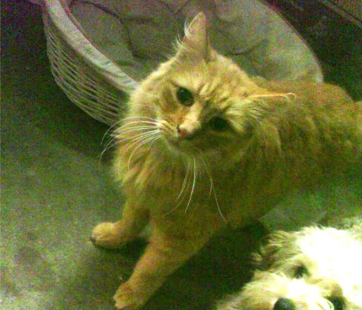 “华金·托比利亚的攻守兼备,成为美洲狮队不可忽视的存在”