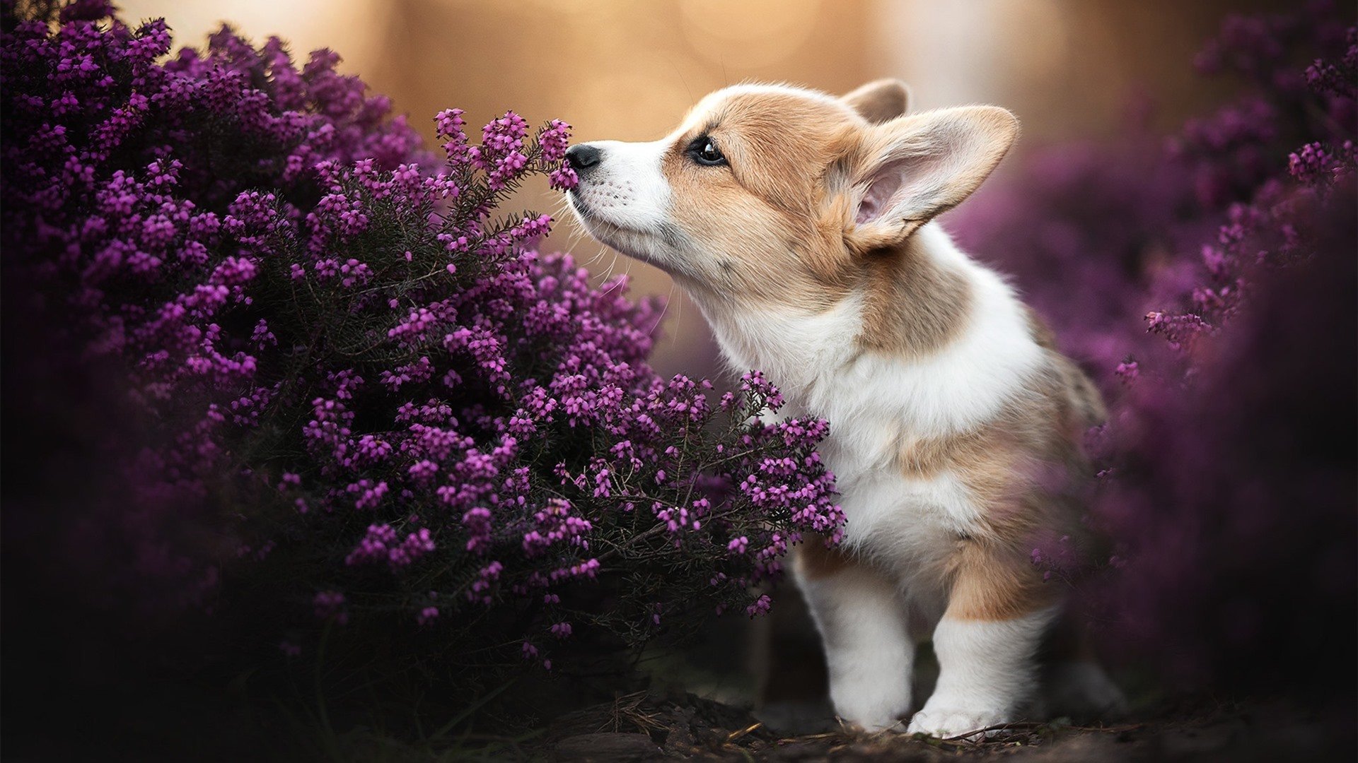 “帕布罗·马特拉的传球与进攻能力,打破美洲狮队防守和进攻的界限”