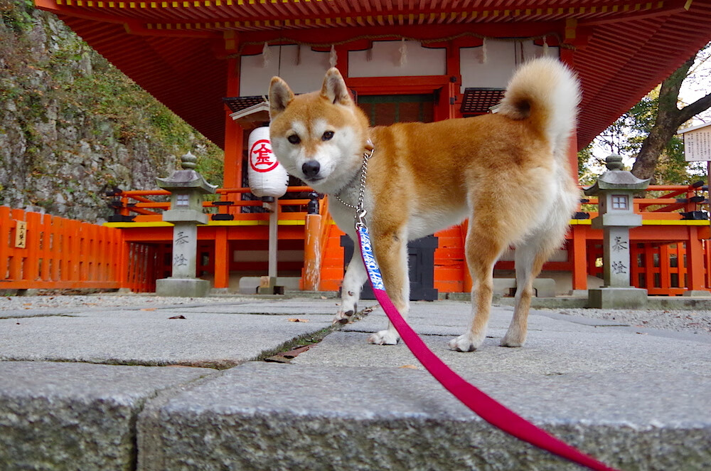 AYX官网-世界杯最震撼进球：让人久久难以忘怀，世界杯十大进球视频