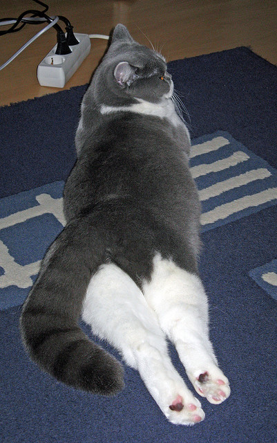 乔·波尔曼精准的长传与突破创造出更多进攻机会,乔波伊是谁