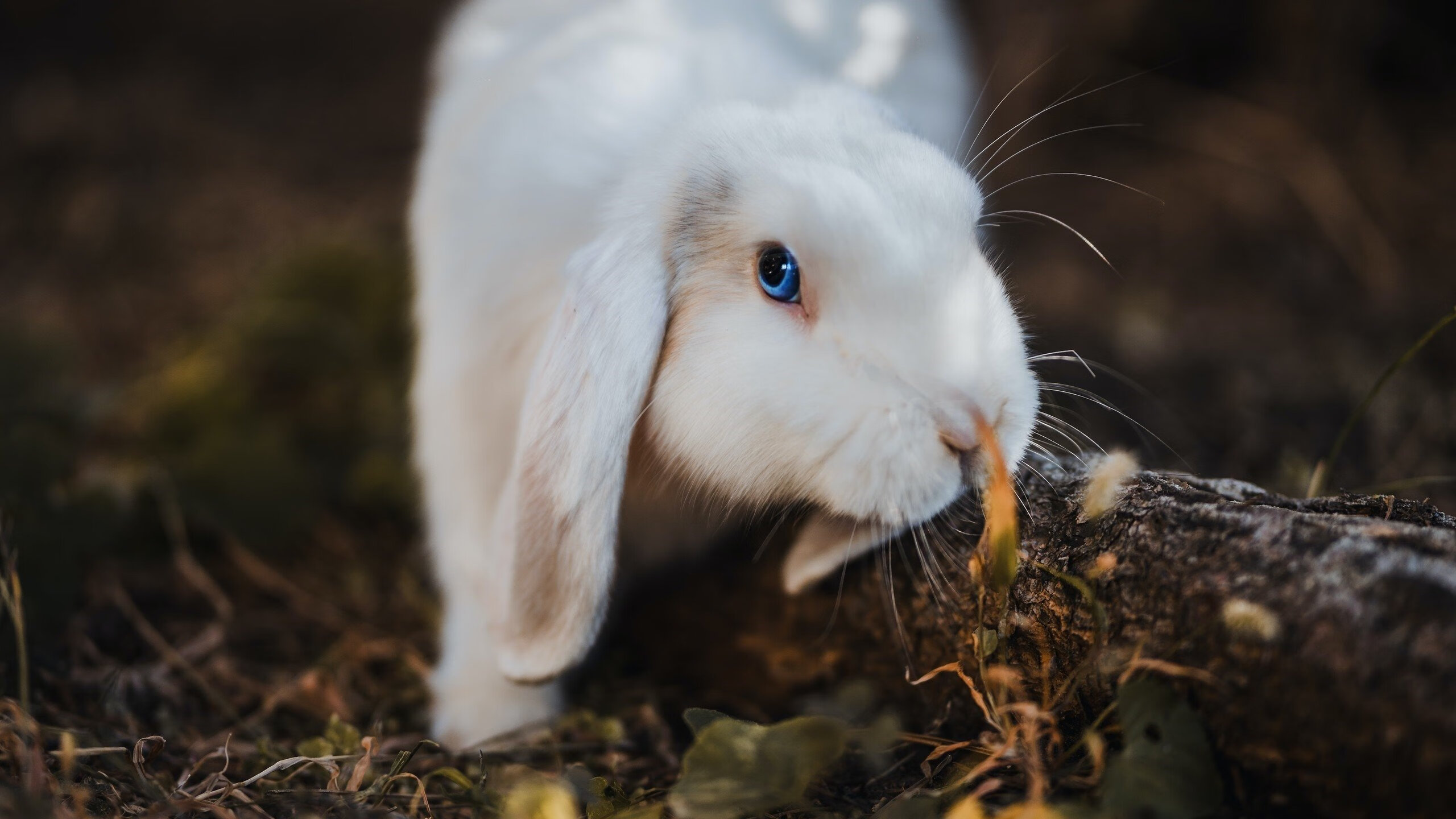 从英格兰男队到女队：橄榄球文化全面崛起，英格兰橄榄球联赛