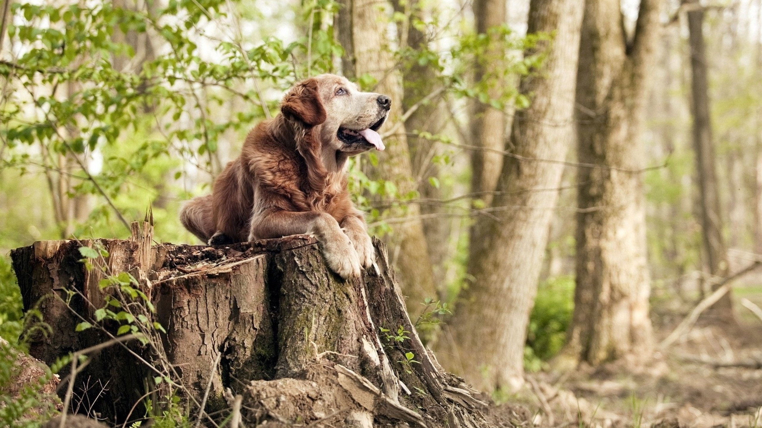 冬季运动项目在南方城市推广取得成效，群众冬季运动推广普及计划(2016-2020年)