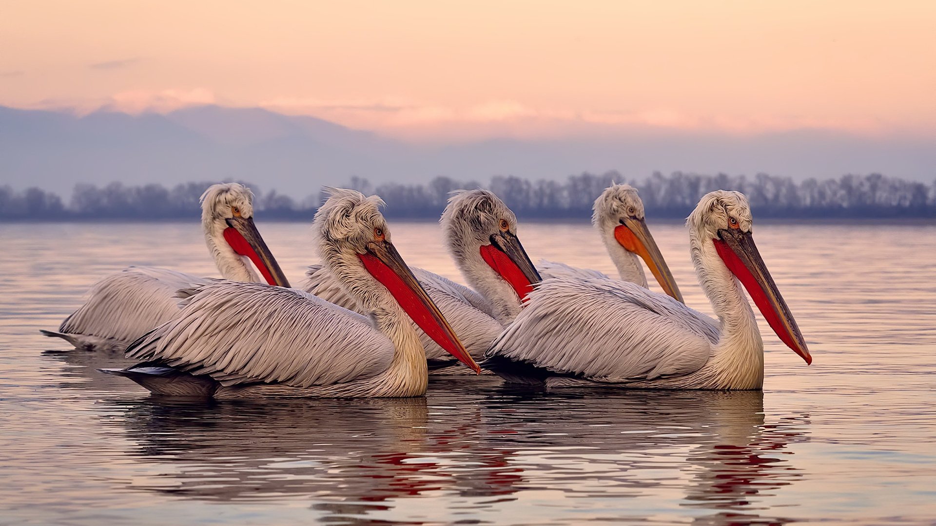 AIYOUXI.COM-科特迪瓦男篮在非洲锦标赛中日益强大，追求辉煌未来，非洲 科特迪瓦