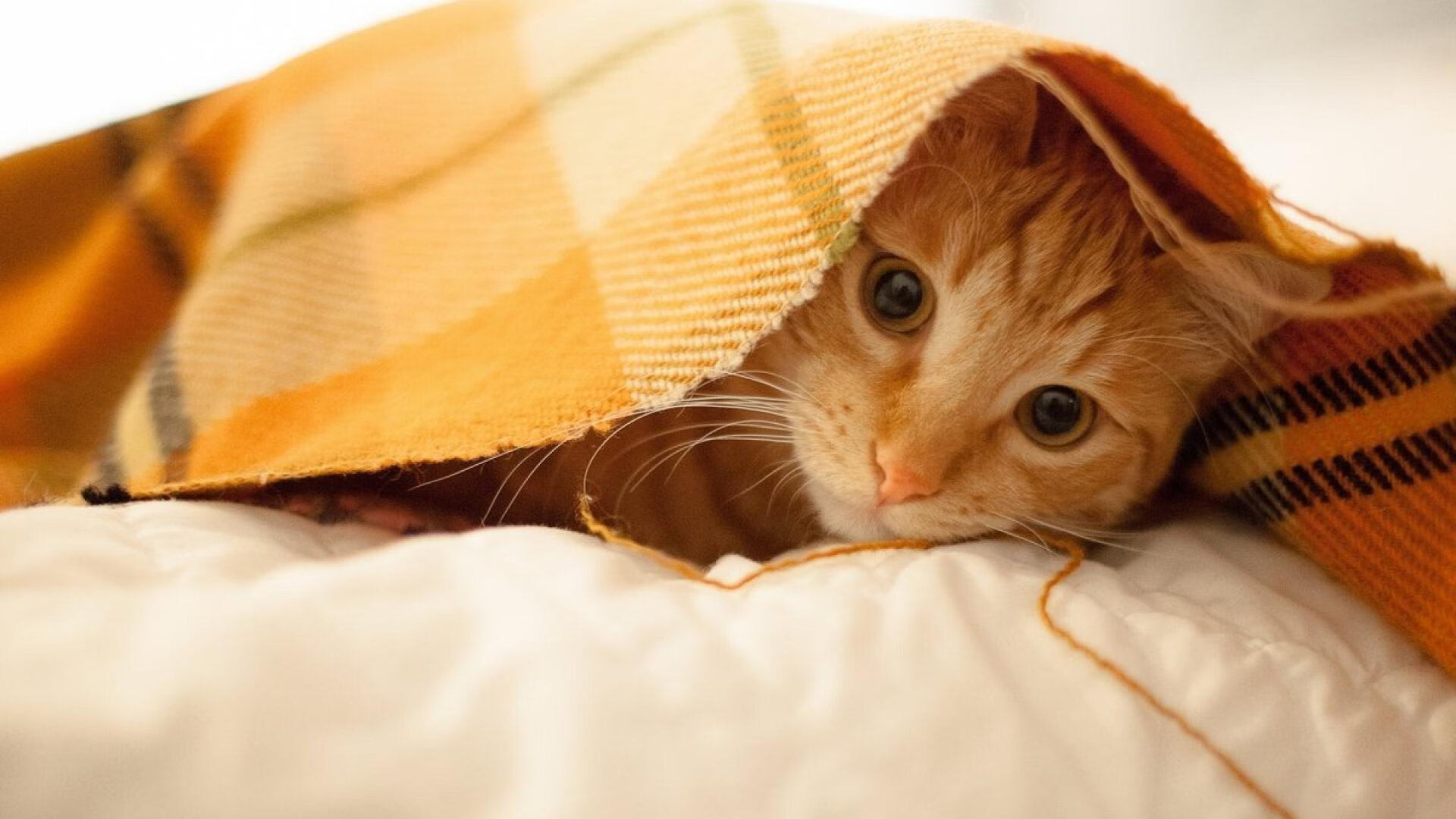 42轮常规赛CBA分组 广东上海同组赛程抢先看,cba赛程40轮